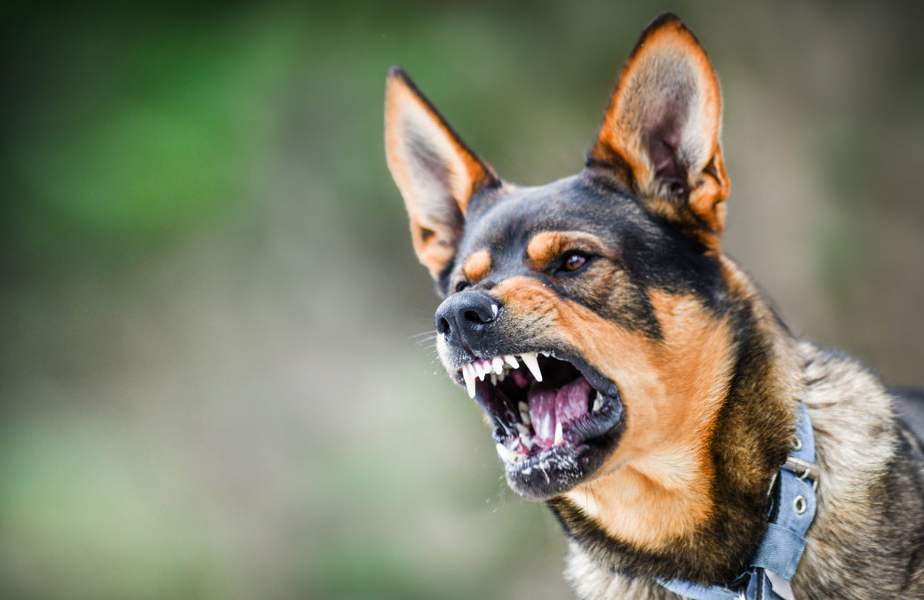 Understanding Your Legal Options After a Dog Bite in California