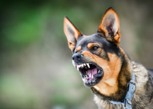 Assigning Liability in a Dog Bite Accident