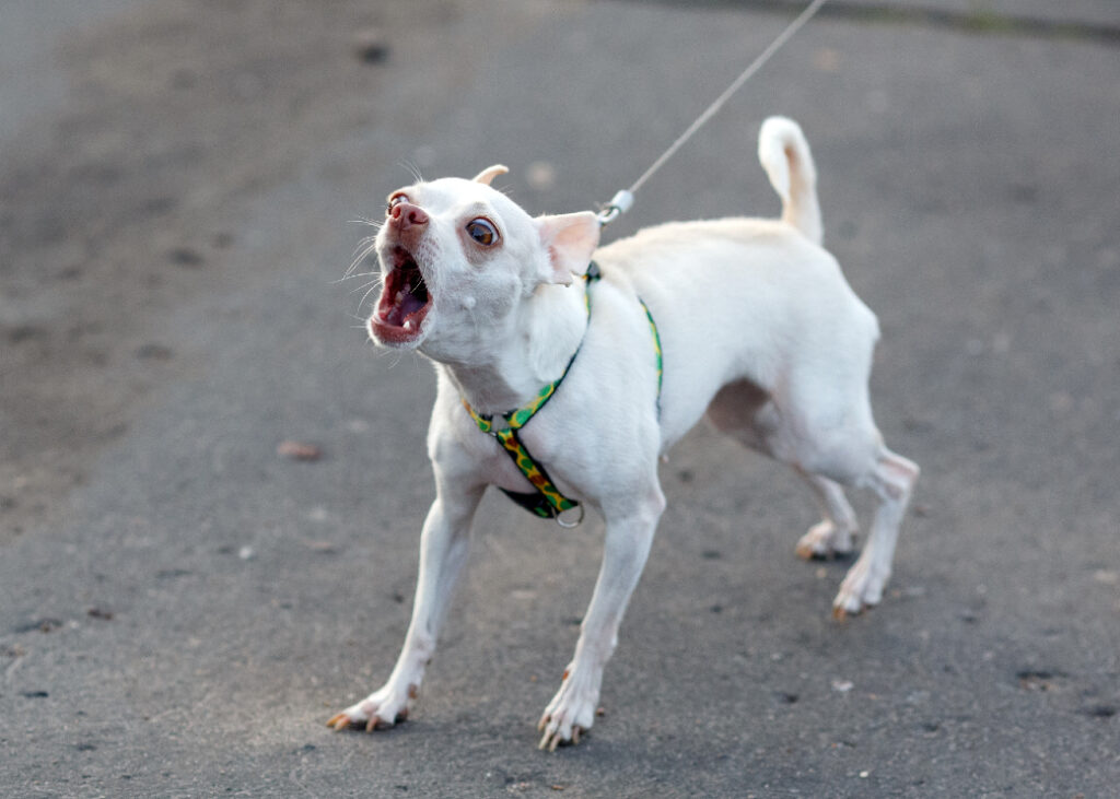 Vicious dog on leash, barking.