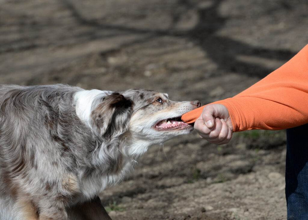 dog trying to bite