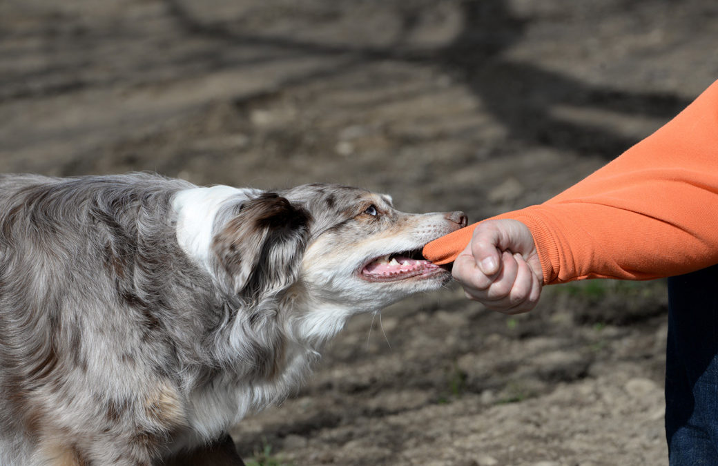 Should I Hire a Lawyer After a Dog Bite in California?