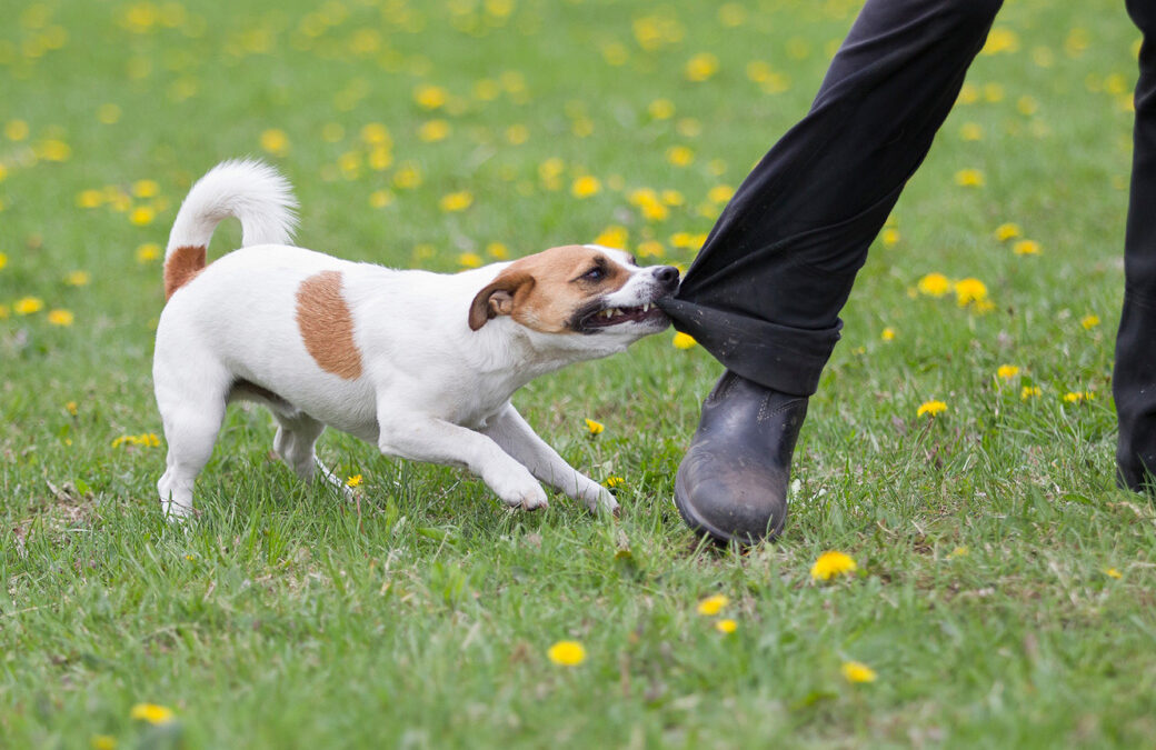 Long-Term Side Effects of Dog Bites: How an Attorney Can Help
