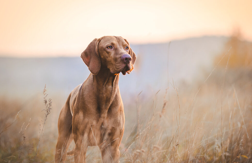 What Does It Mean and What Happens If a Dog Is Determined to Be Dangerous or Vicious?