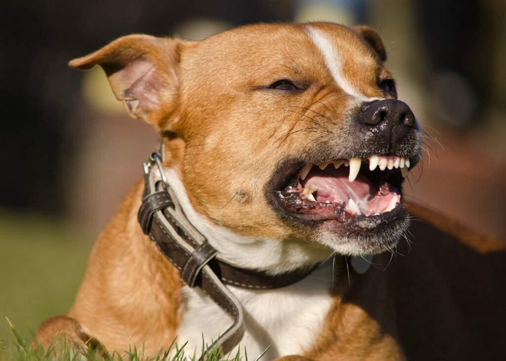 dog teeth