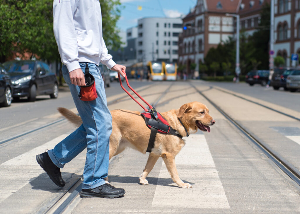 Guide dog