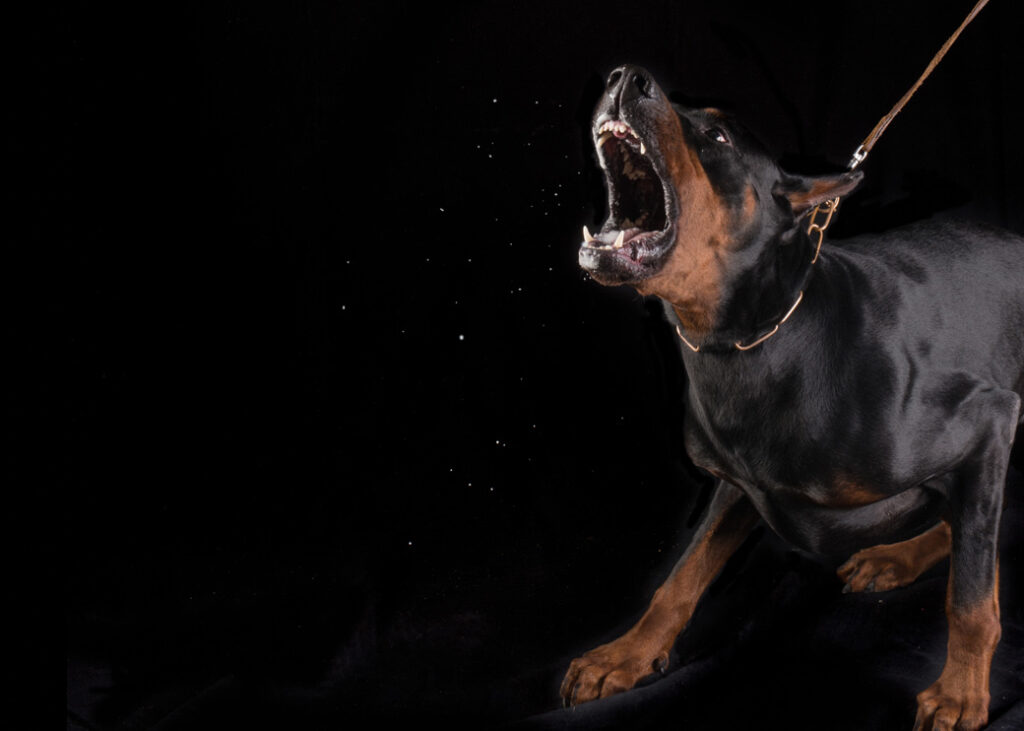 barking Doberman