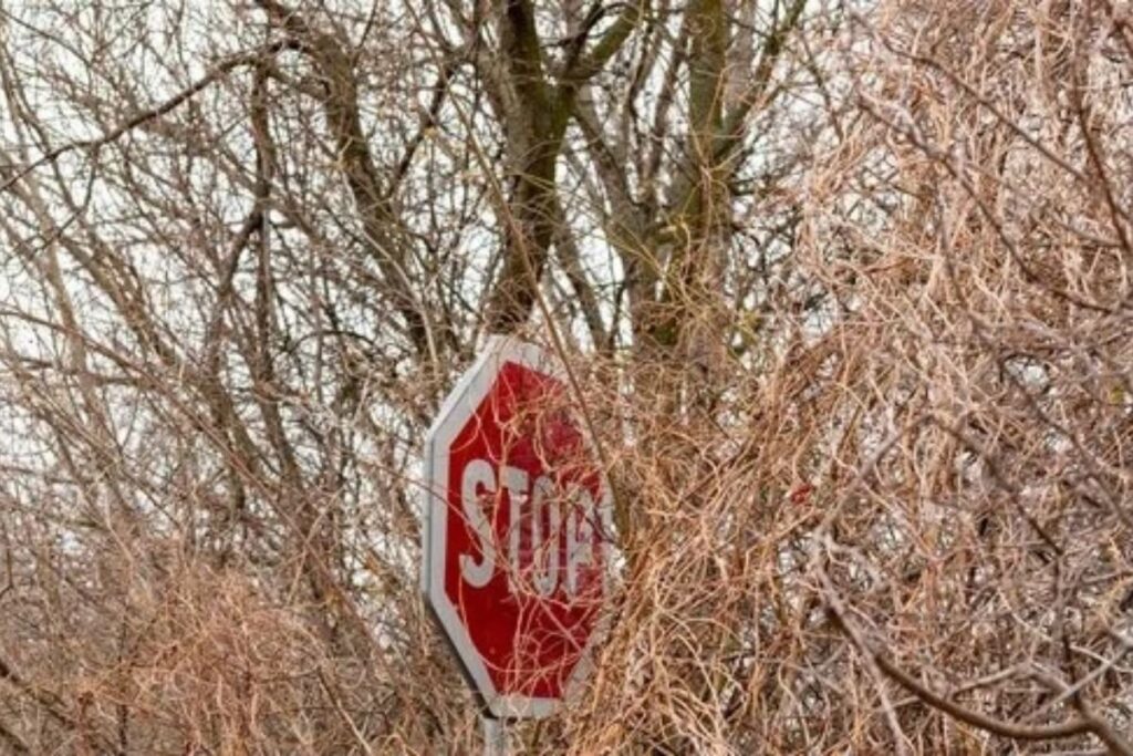 Traffic stop sign half hidden behind the trees and bushes. Overgrown bushes blocking stop sign are putting drivers at risk. Secret road sign. Sign almost completely covered by an overgrown tree.